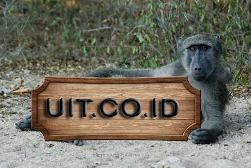 monyet.com